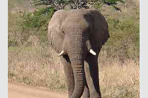 Elephant